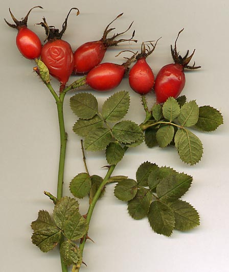 Bildet kan inneholde: anlegg, rosehofte, blomst, solanum, frukt.
