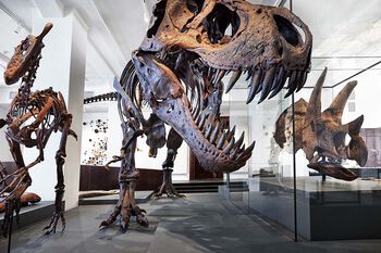 Get up close with dinosaurs at the&amp;#160;Natural History Museum.